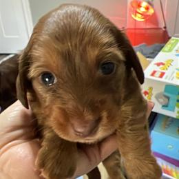 Girl 3 - Chocolate female Dachshund puppy in Gulfport, Mississippi from Susan's Dachshunds