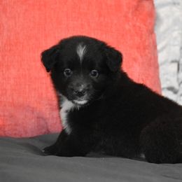 Grace - Black & white female Miniature Australian Shepherd puppy in Lowgap, North Carolina from Baileys Mini Aussies