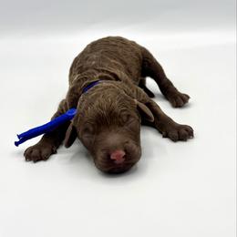 Waffles - Chocolate male Goldendoodle puppy in Pulaski, Tennessee from Doodle My Heart