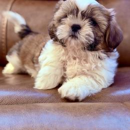 Mr. Blue - Brindle and white male Shih Tzu puppy in Waco, Texas from Shih Tzus To Love