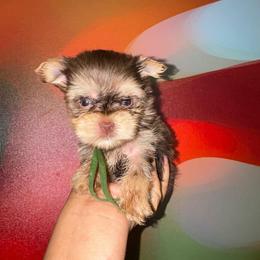 Heath - Chocolate and tan male Yorkshire Terrier puppy in Flowood, Mississippi from Prissy PawPals