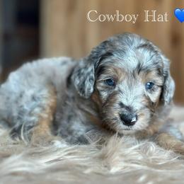 Cowboy Hat - Blue merle male Aussiedoodle puppy in Lancaster, Minnesota from Finney Ranch
