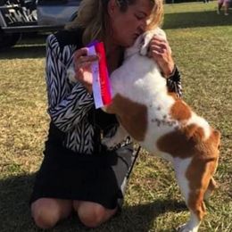 Bulldogs from Irresistibull Bulldogs