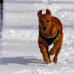 Golden Retrievers and Labrador Retrievers from James River Labrador Retrievers and Golden Retrievers