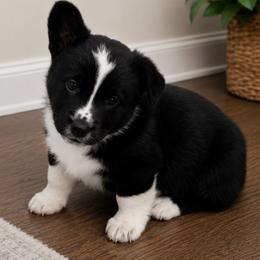 Nash - Black and white male Cardigan Welsh Corgi puppy in Kerens, West Virginia from Leather & Lace