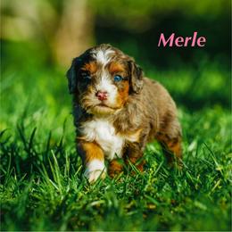 Merle - Blue merle female Bernedoodle puppy in Stuart, Oklahoma from G Ridge Kennels