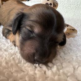 Crush - Cream male Dachshund puppy in Ontario, Oregon from Get A Long Little Doggie