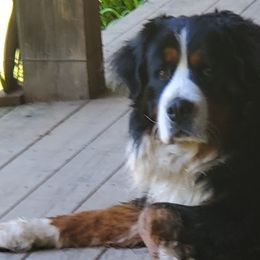 Clyde - Bernese Mountain Dog