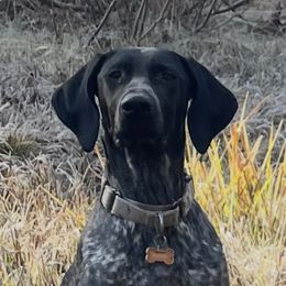 German Shorthaired Pointers from Morrison Gun dogs