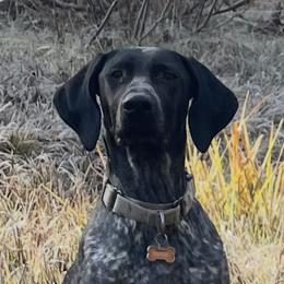 German Shorthaired Pointers from Morrison Gun dogs