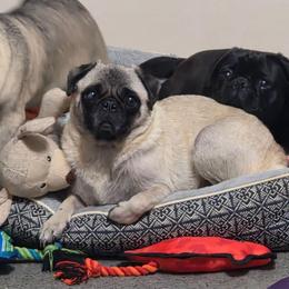 Munchkin - Pug