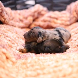 Dachshund Puppies from Miniature Alphas Dachshunds