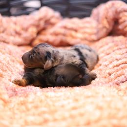 Dachshund Puppies from Miniature Alphas Dachshunds