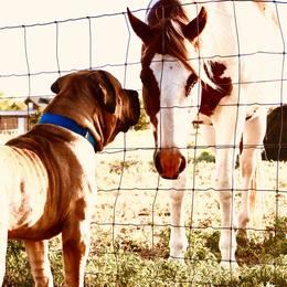 Boerboels from Bushido Boerboels