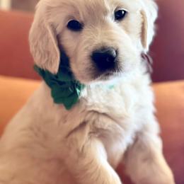 Golden Retriever Puppies from Robinsnest Goldens