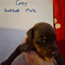 Grey Collar - Red and rust male Doberman Pinscher puppy in Ault, Colorado from Stand Alone European Dobermans