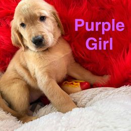 Golden Retriever Puppies from American True Golden retriever