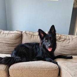 Ryder - Black male German Shepherd puppy in White Cloud, Michigan from Von WestLynn German Shepherds