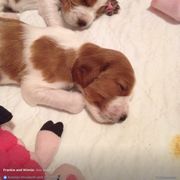 Welsh Springer Spaniel Puppies from Tropic Welsh Springer Spaniels
