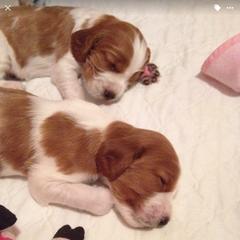 Welsh Springer Spaniel Puppies from Tropic Welsh Springer Spaniels