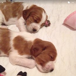 Welsh Springer Spaniel Puppies from Tropic Welsh Springer Spaniels