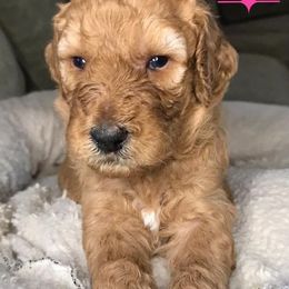 Australian Labradoodles from BabySweet Labradoodle’s
