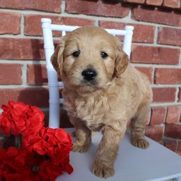 Aussiedoodle and Goldendoodle Puppies from Skyridge Doodles