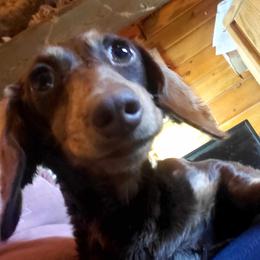 Chaos - Dachshund