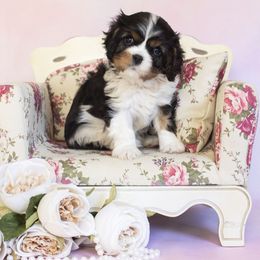 London - Tri-color female Cavalier King Charles Spaniel puppy in Katy, Texas from Katy Cavaliers