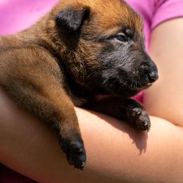 Pluto - Fawn male Belgian Malinois puppy in Lincoln, Nebraska from Nebraska K9