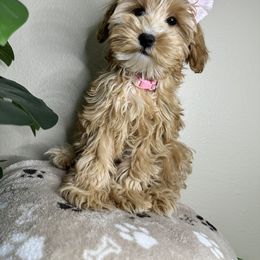 Goldendoodle Puppies from Simply Mini Goldendoodles