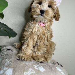Goldendoodle Puppies from Simply Mini Goldendoodles