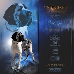 Valor - Great Dane