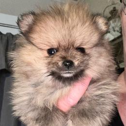 Shyla - Orange sable female Pomeranian puppy in Zavalla, Texas from Precious Puff Poms