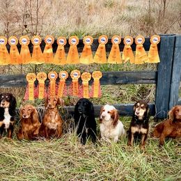 English Cocker Spaniel All Grown Up from SunSage Sporting Dogs