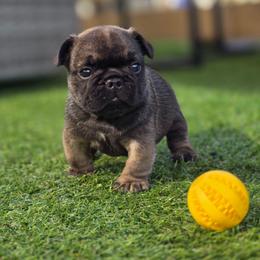 Brown collar boy Vice - Fawn male French Bulldog puppy in Polk City, Florida from Best Friend Frenchies, LLC
