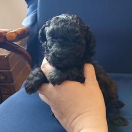 Lyka - Silver female Poodle puppy in Blanch, North Carolina from Faithful Hearts Kennel