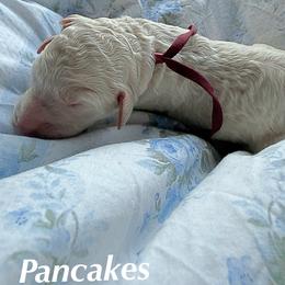 Pancake's - Cream female Goldendoodle puppy in Atlantic Beach, Florida from Glamorous Golden Doodles