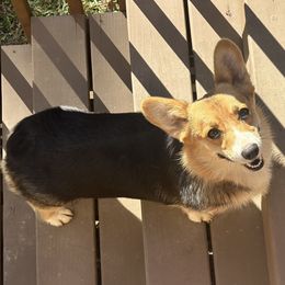 Sundae - Pembroke Welsh Corgi