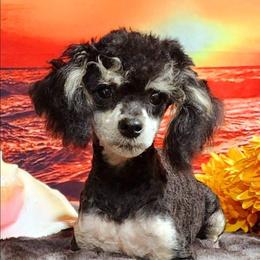 Poodle Puppies from Poodles Perfected
