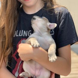 French Bulldog Puppies from McKay’s frenchies & fluffies