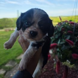 Oreo - Tri-color female Cavalier King Charles Spaniel puppy in Springfield, Missouri from Caney Mountain Cavaliers LLC
