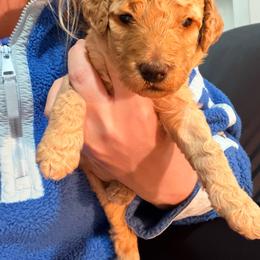 Pink Collar - Apricot female Goldendoodle puppy in Ottawa, Kansas from Kansas Country Doodles