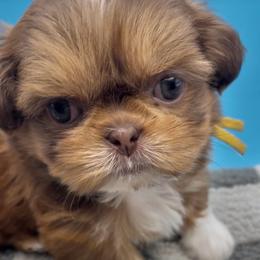 Goldie - yellow collar - Chocolate and tan female Shih Tzu puppy in Clarksburg, West Virginia from Pilgrim Shih tzu