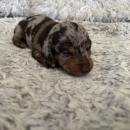 Dachshund Puppies from Rutherford Ranch Dachshunds