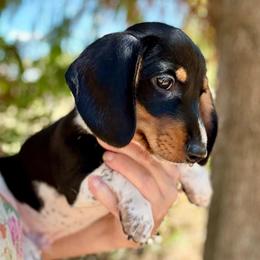Shades AKC FULL - Piebald male Dachshund puppy in Gentry, Arkansas from Sweet As Pie Doxies