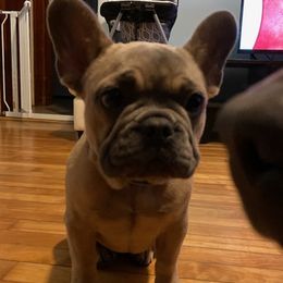 French Bulldogs from Frenchies R Us