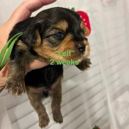 Leif - Black and tan male Yorkshire Terrier puppy in Forest, Virginia from Majestic Touch Kennels and Pet Services