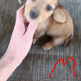 Dachshund Puppies from Bailey's Dachshunds