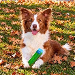 Poppy - Border Collie